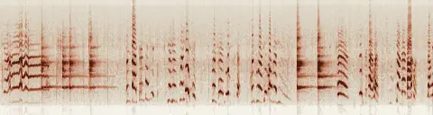 この録音の 18秒 から 48秒 までの周波数の濃淡