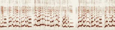 この録音の 6秒 から 36秒 までの周波数の濃淡